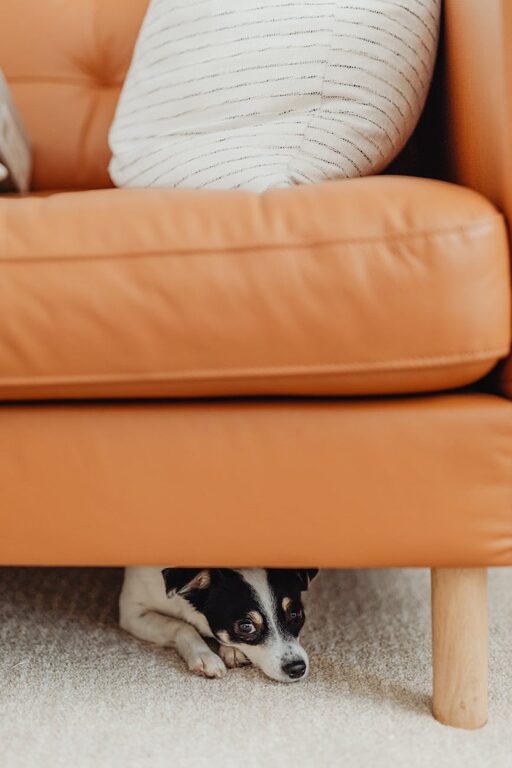 How to Set Up a Cozy and Practical Pet-Friendly Home Corner